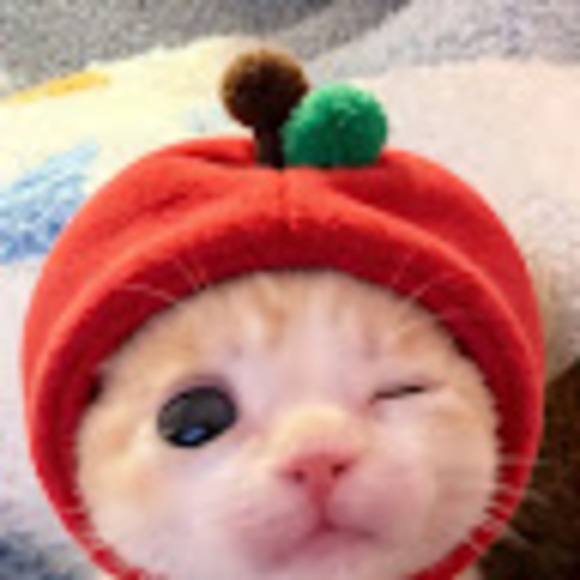 kscottolavino